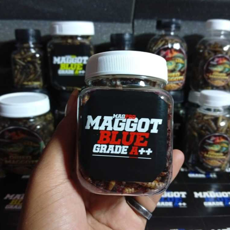 Maggot Red Grade A++ untuk Ikan Channa Red Sentarum, Red Barito, Red Pangkalanbun, Auranti, Limbata