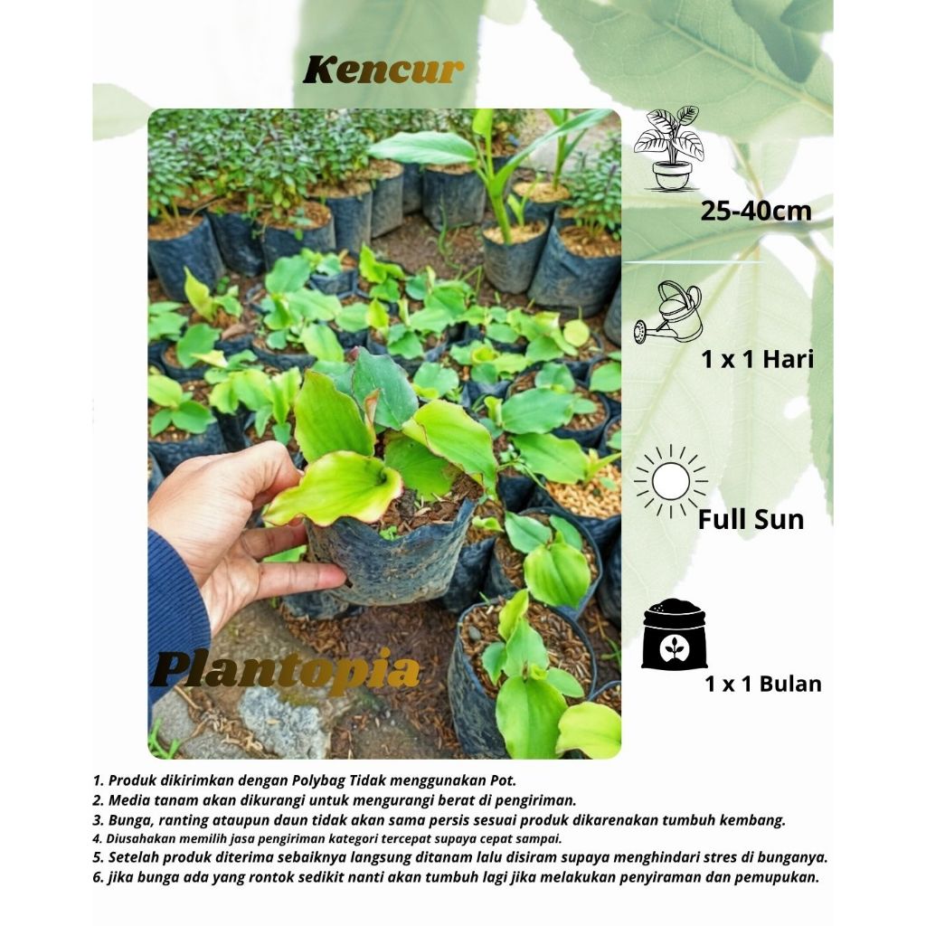 Rimpang Kencur- Bibit Kencur Herbal Berkualitas, Siap Tanam & Bertunas
