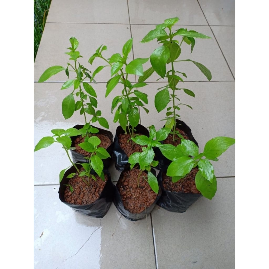 Bibit Kemangi siap tanam