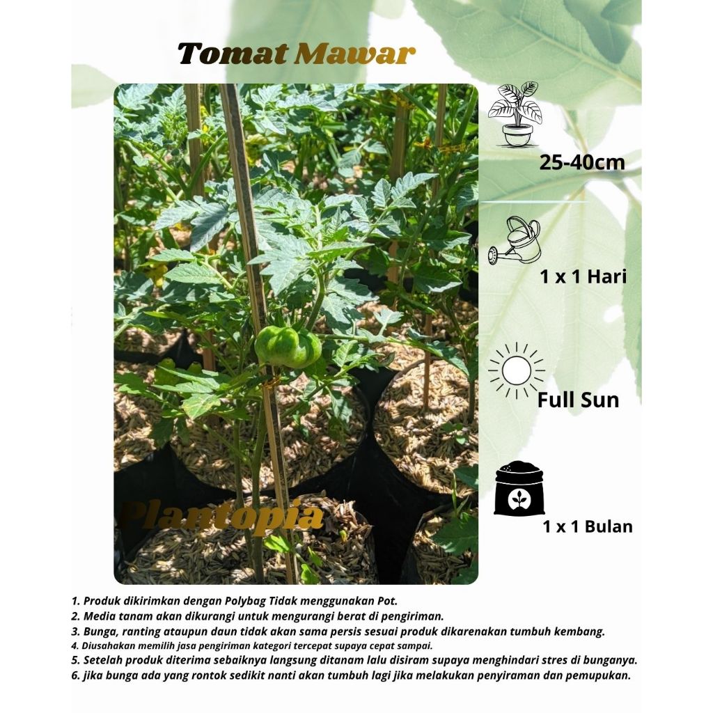 Tomat Mawar - Bibit Tanaman Tomat Mawar Siap Berbuah