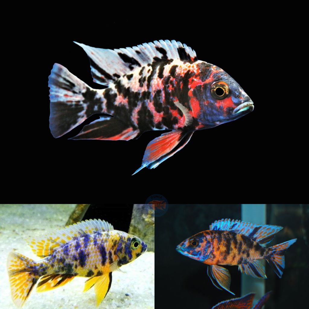 OB Peacock Cichlid