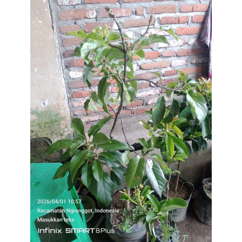 bibit alpukat kelud berbunga