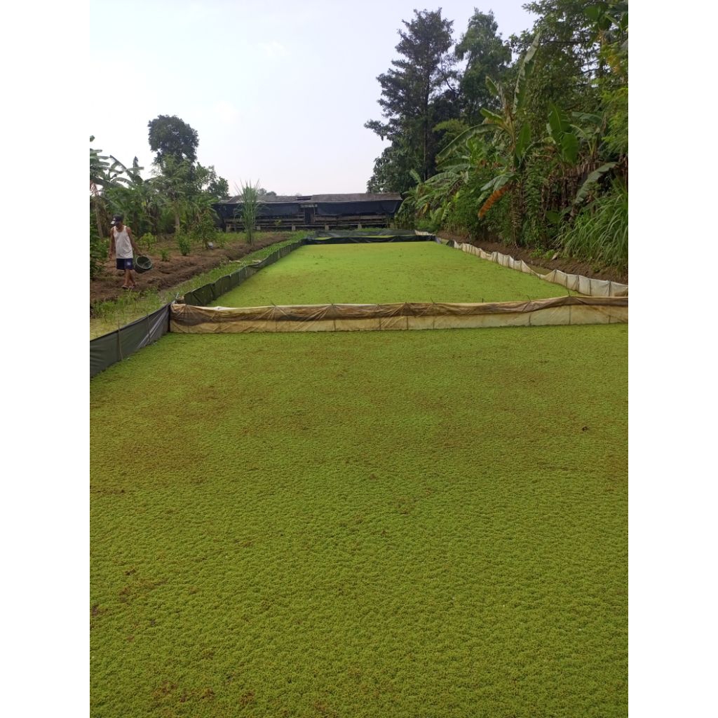bibit azolla