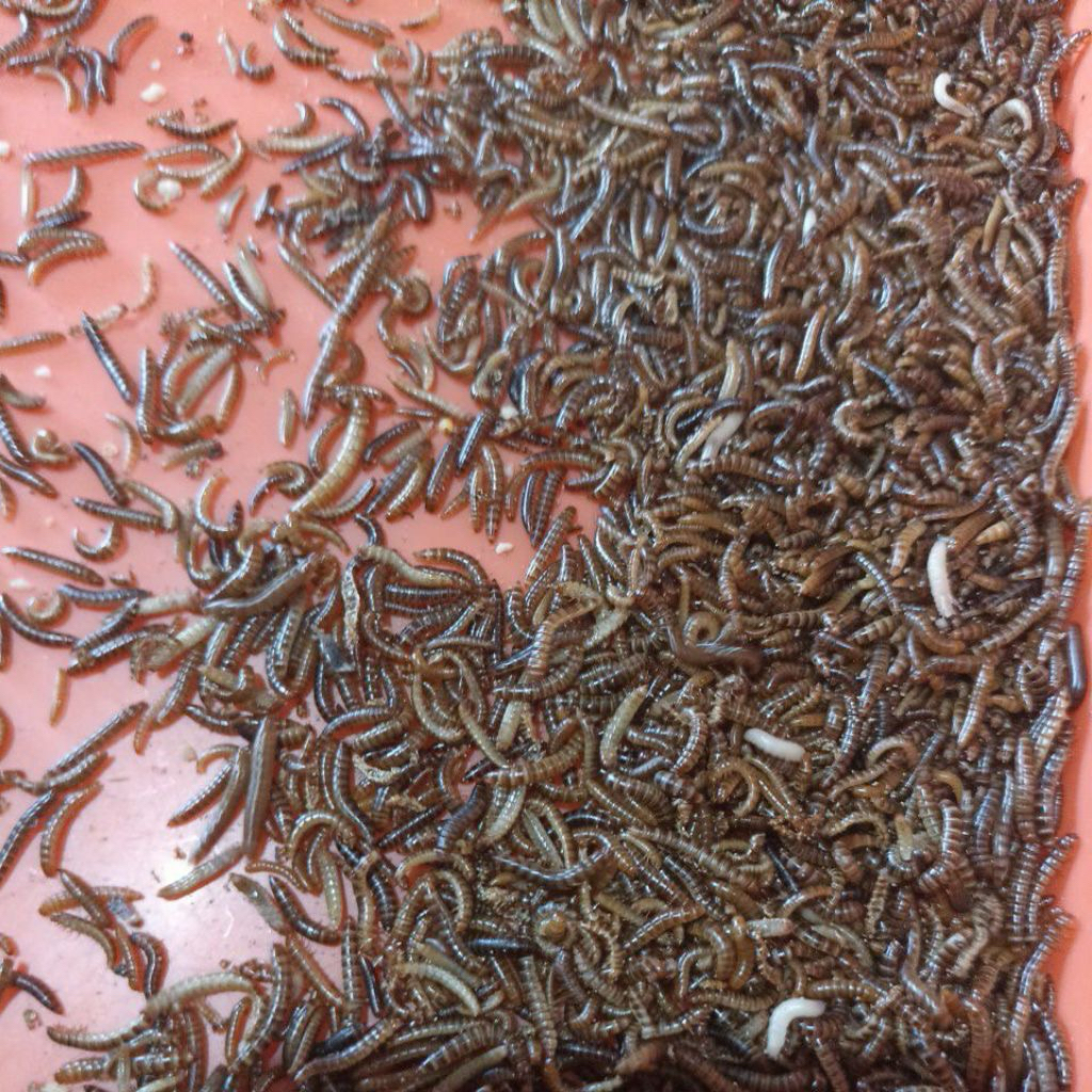 ulat kandang