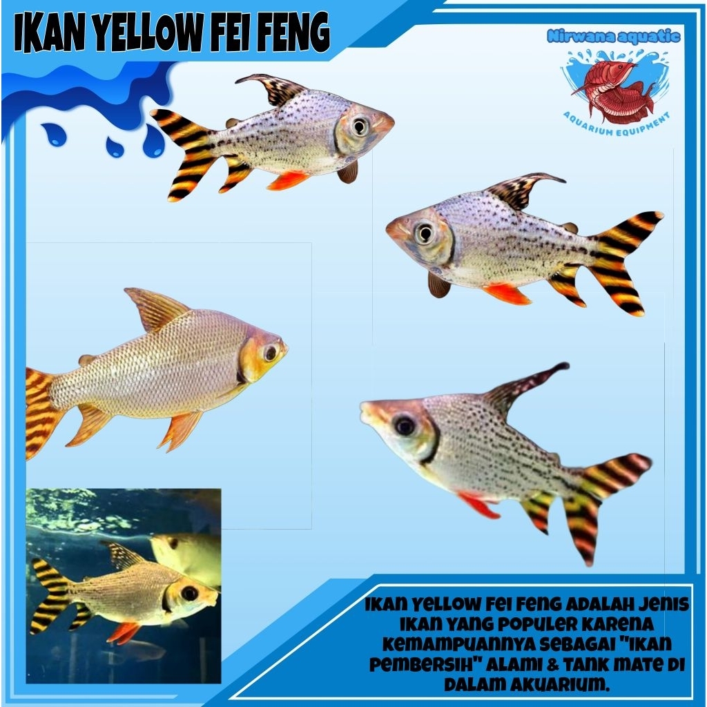 (INSTAN) IKAN YELLOW FEI FENG (AMERICAN FLAGTAIL) - UKURAN ±6 & ±20 CM