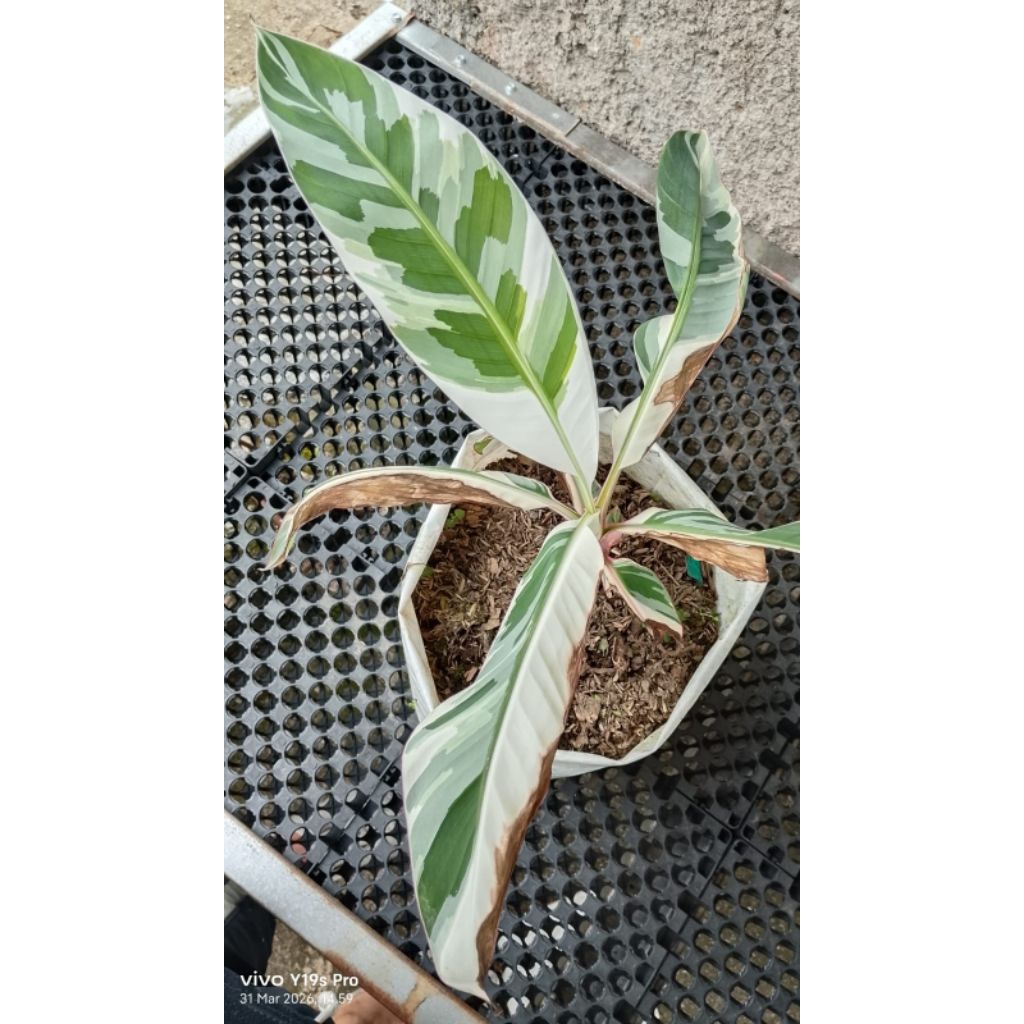 pisvar musae/pisang varigata