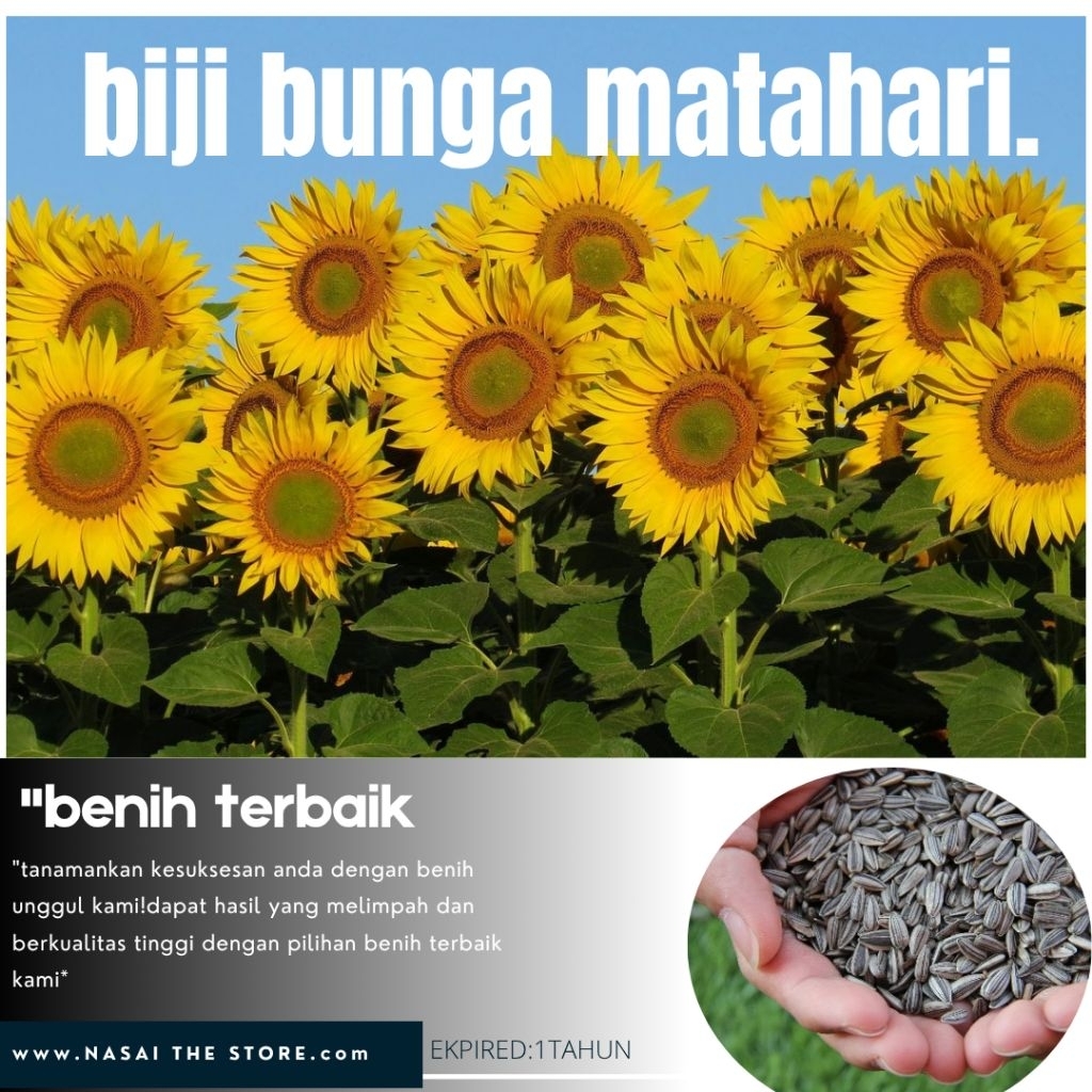 (120±benih)biji.benih bunga matahari.biji berkualitas*
