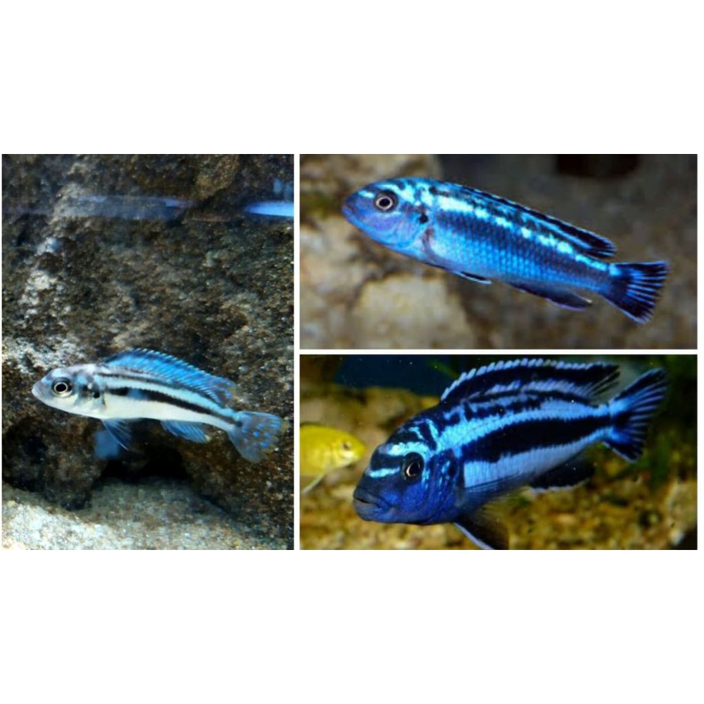 siklid chiclid blue johani 3cm