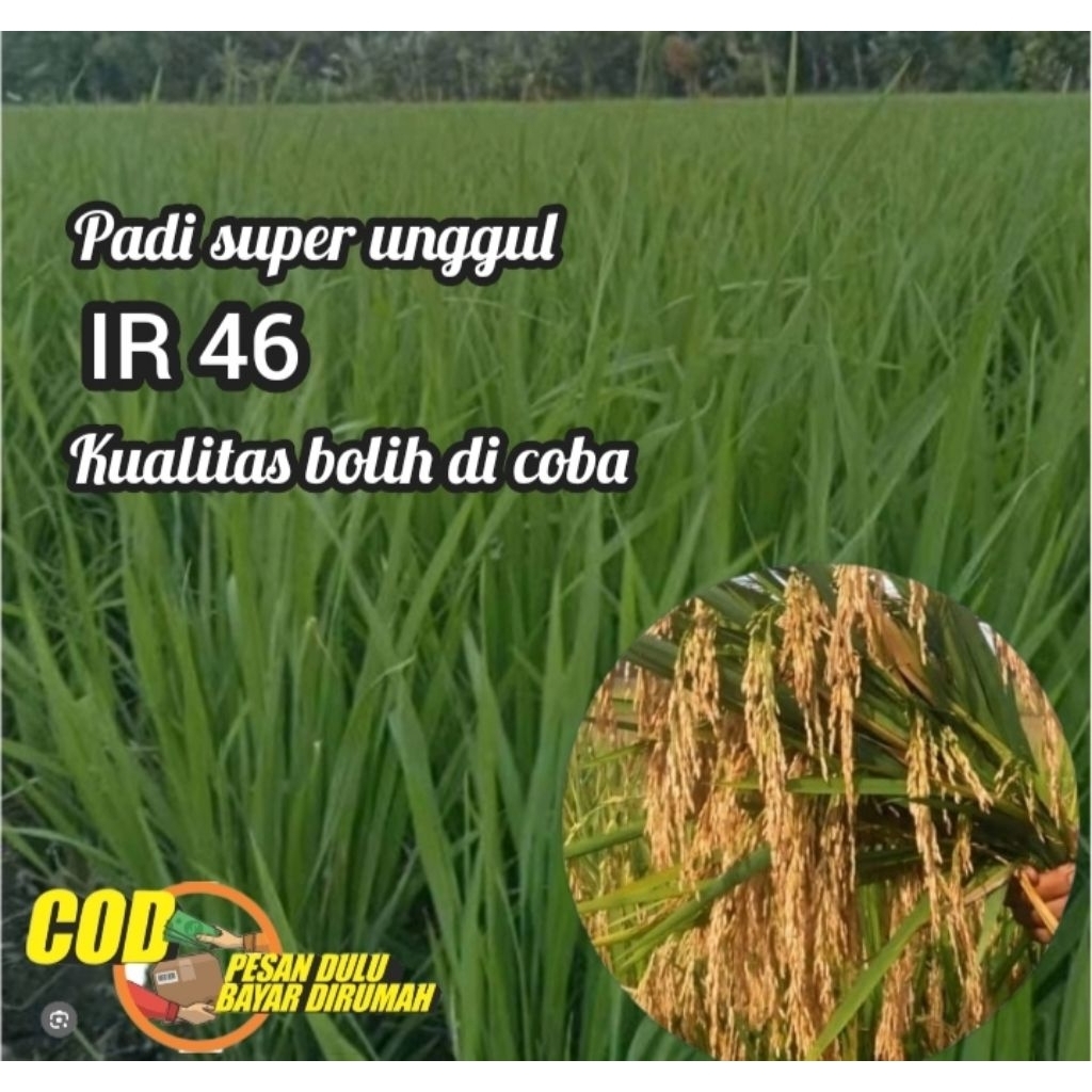 Benih bibit padi IR 46 kualitas terjamin asli 5kg