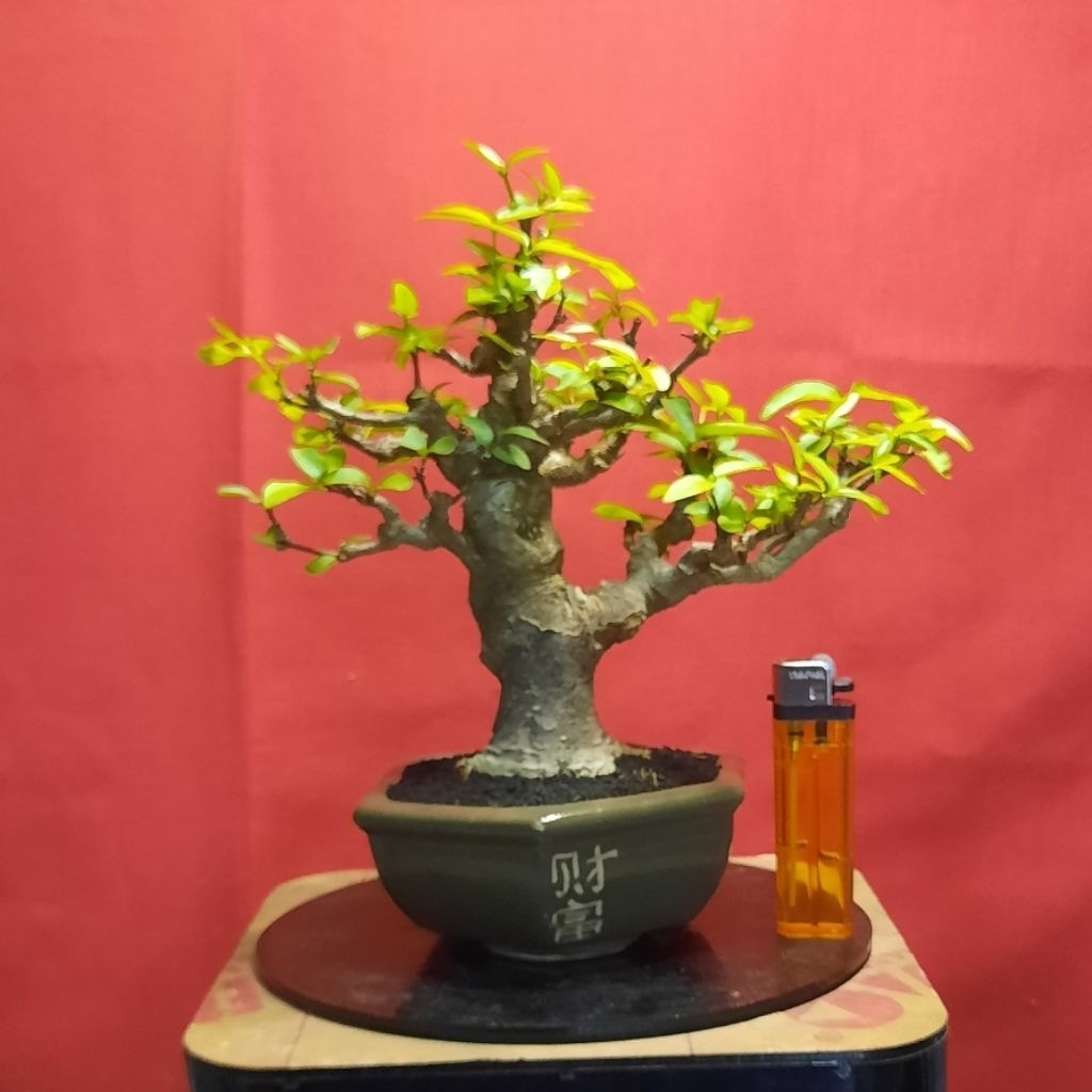 bonsai anput kecil realpict