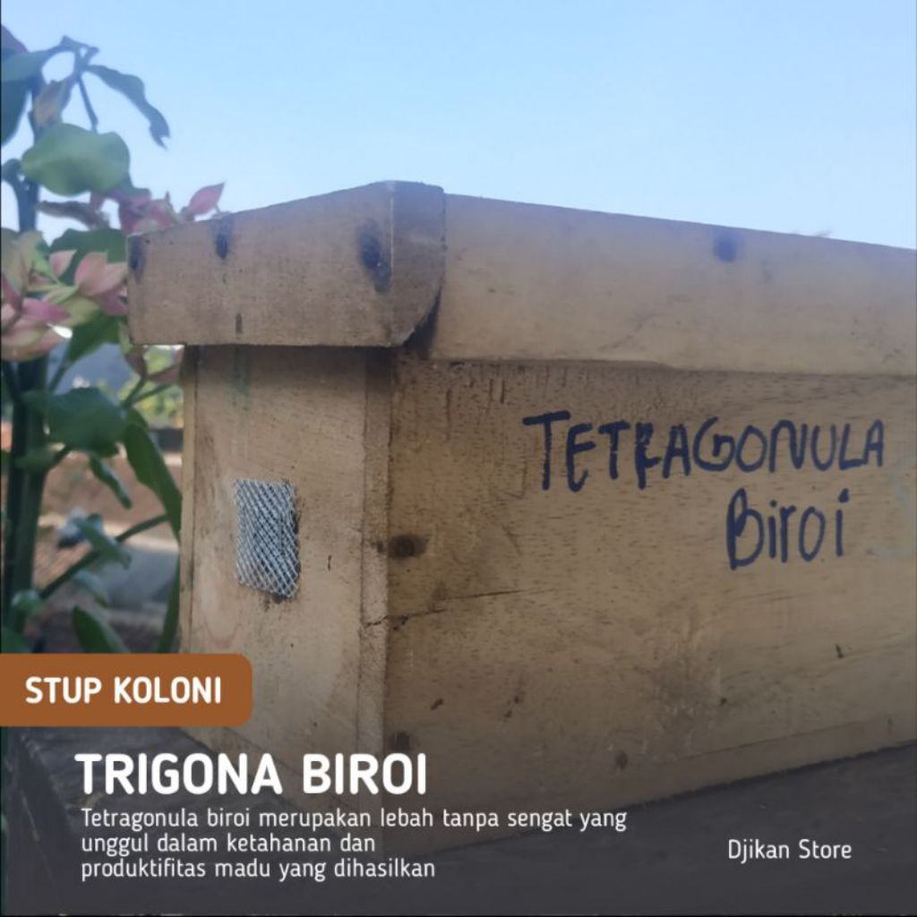 Bibit Lebah Trigona Biroi - Mudah Dibudidayakan