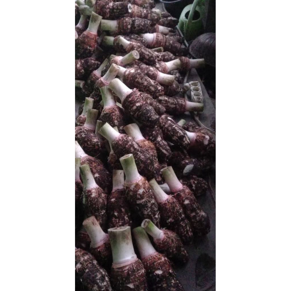 Talas Pratama Madura