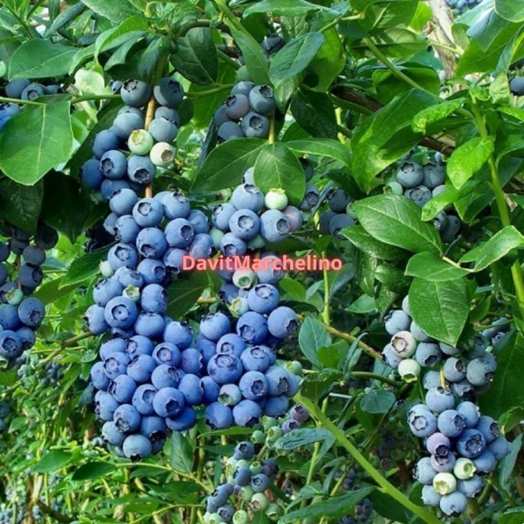 Bibit Tanaman Blueberry Jamfruit - Cepat Berbuah