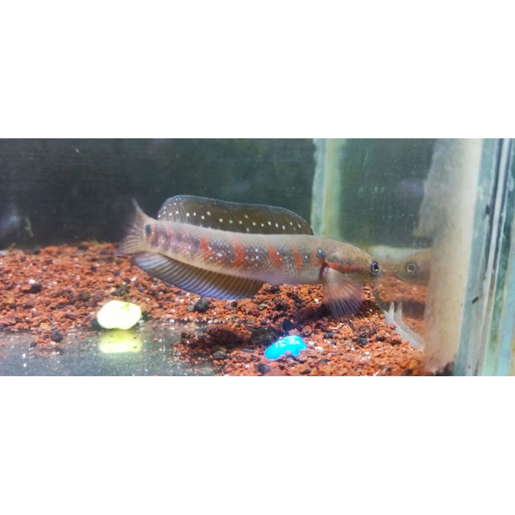 channa asiatica rs pure 12cm single merah merona