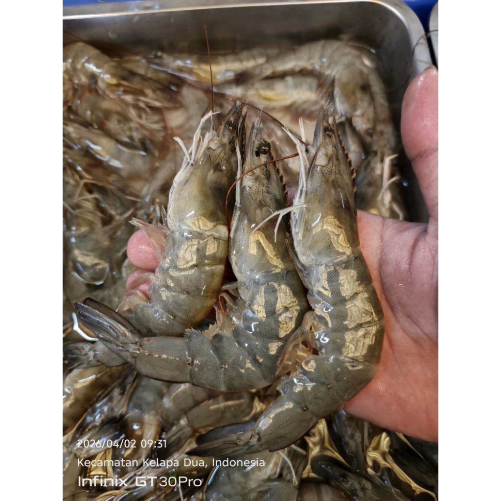 Udang Vaname size30/35