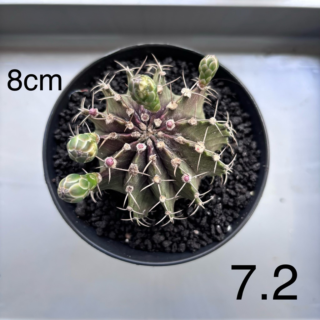 gymnocalycium mihanovichii