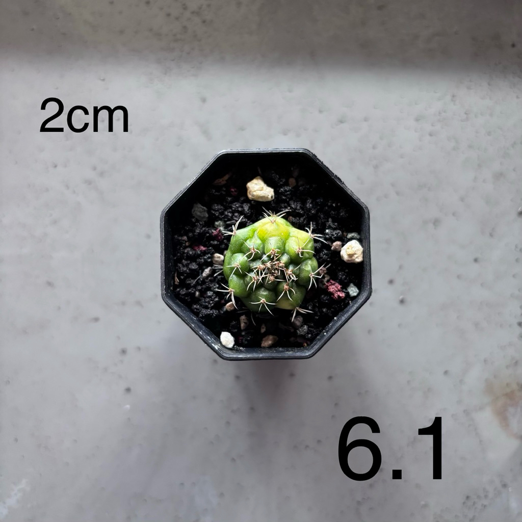 gymnocalycium damsi varigata