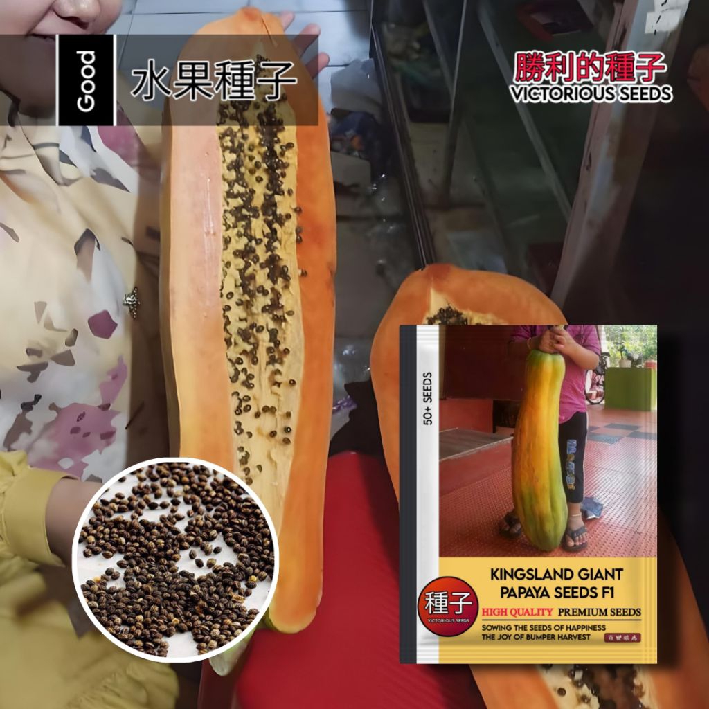 50 Butir Pepaya Raksasa Kingsland Original F1 | Kemasan Pabrik | Buah Super Jumbo & Manis