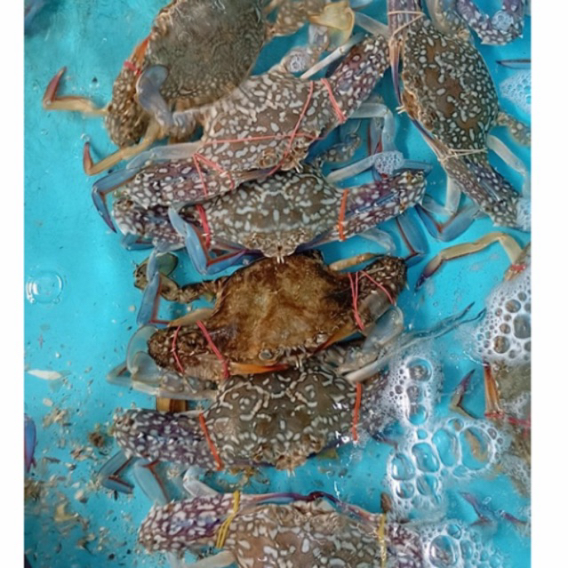 Kepiting Rajungan Hidup (1Kg) Live Seafood