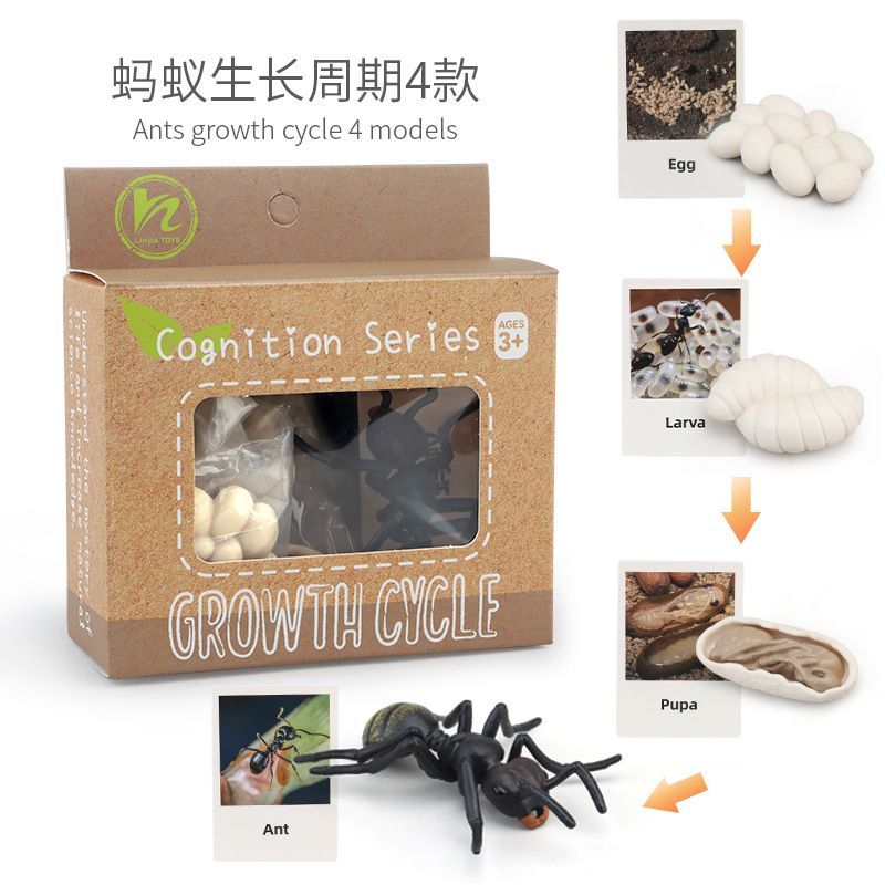 Mainan edukasi Siklus hidup Semut hitam Ant hewan dengan Flash Card Animal Figure Life Cycle biologi