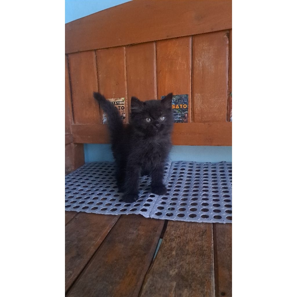 kucing persia hitam longhair lucu black solid murah
