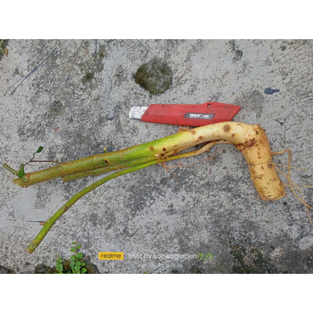 POHON SERUT FRES DONGKELAN