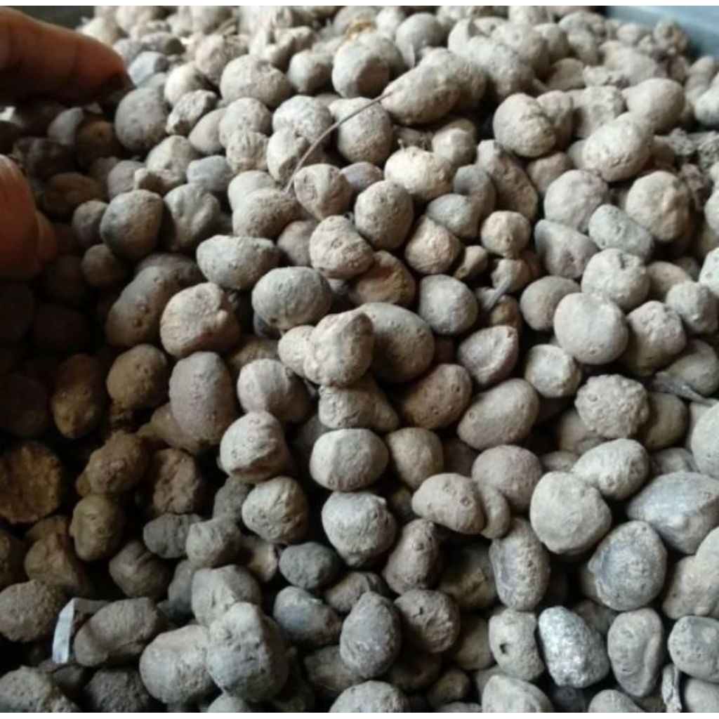 jual bibit Porang katak super (1kg isi 150-300 biji) 1kg