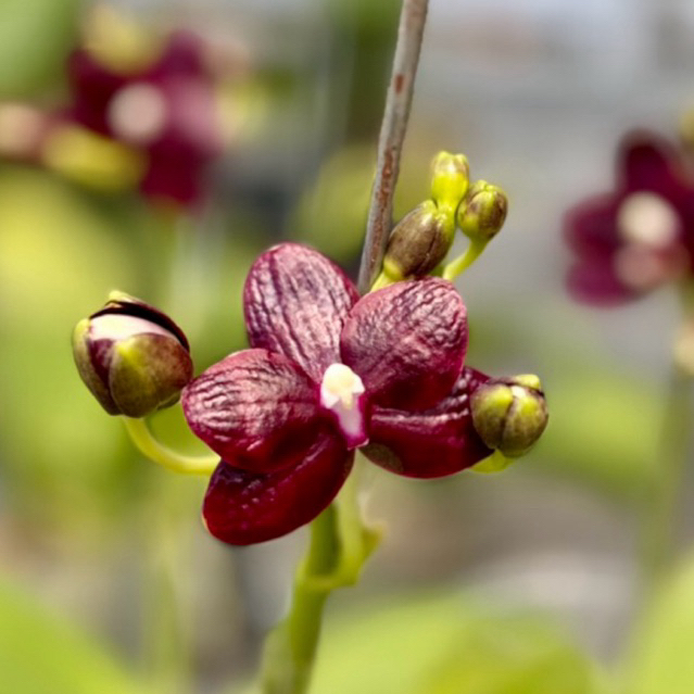 ANGGREK BULAN koleski kelopak mini kondisi KNOP MEKAR
