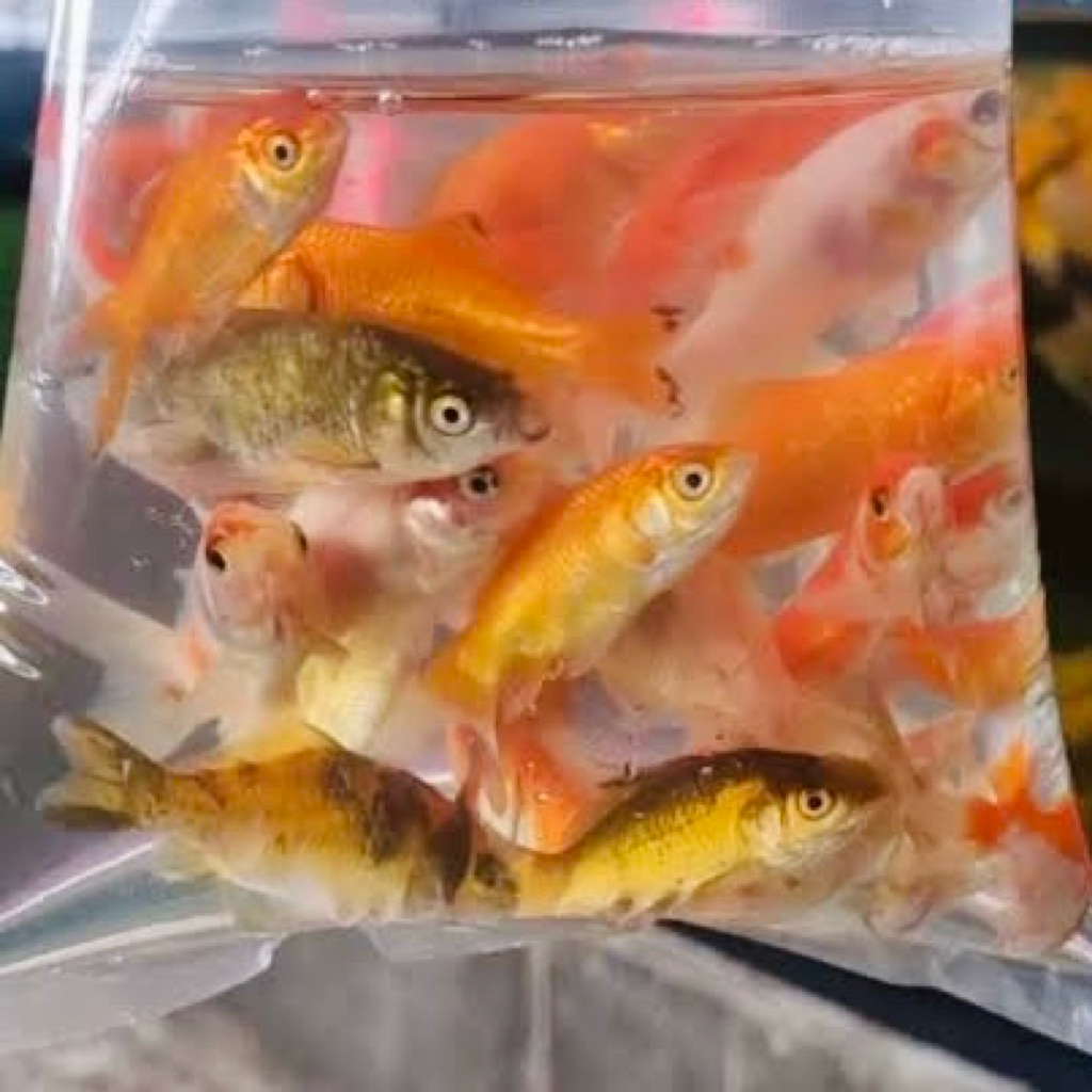 IKAN MAS PAKAN PREDATOR/ PAKAN CHANNA/ PAKAN KURA BESAR ISI 13 EKOR