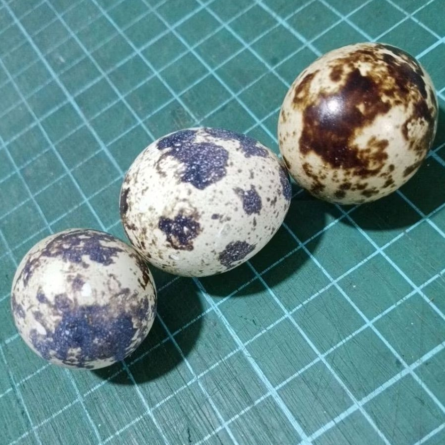 Telur burung telor puyuh mentah 1 butir