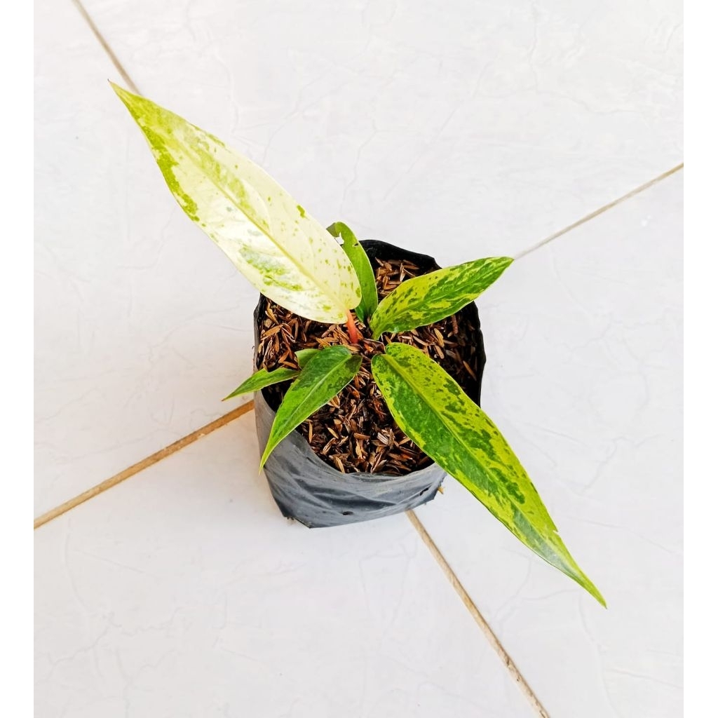 HOKERI  VARIGATA MENOR