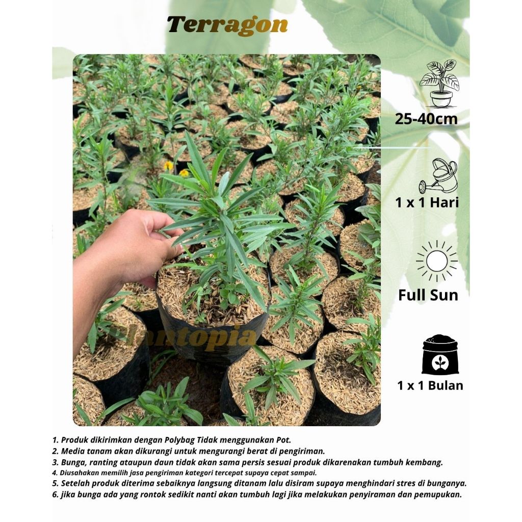 Daun Terragon - Bibit Tanaman Herbal Daun Terragon(Artemisia dracunculus) - Teragon