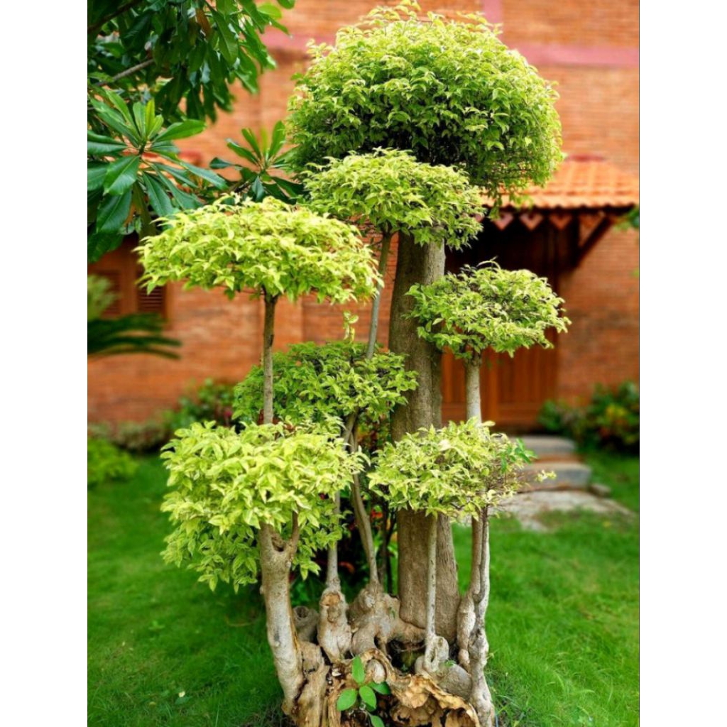 Bonsai Anting Putri Setiap Pohon Bentuk Berbeda - Bonsai Anting Putri Cocok Untuk Dekorasi Taman Sia