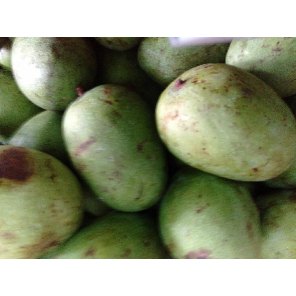 Buah Mangga Muda Pencit