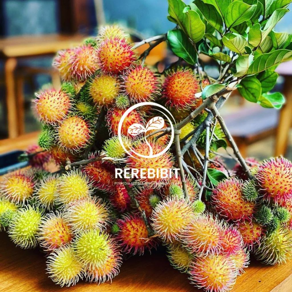Bibit Buah Rambutan Rapiah Siap Berbunga