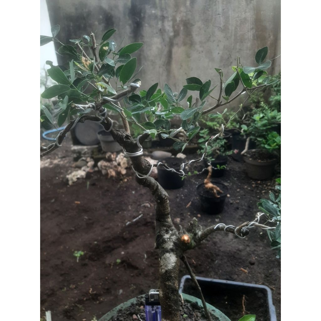 Bonsai Bahan Asem Londo Sesuai Foto