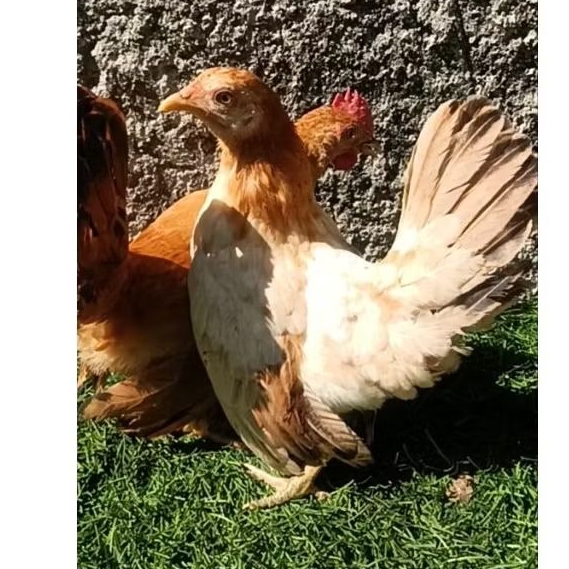 ayam kate sepasang muda