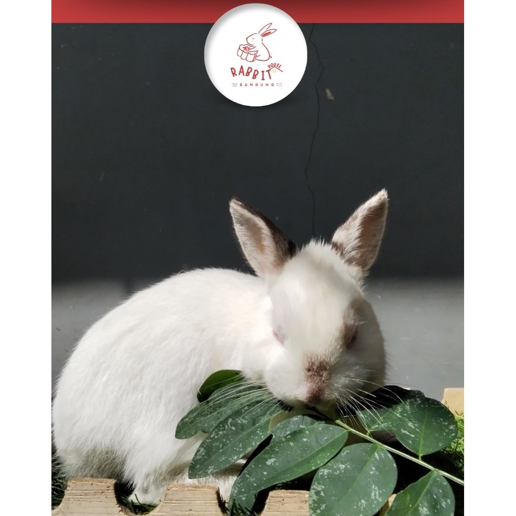 Kelinci Netherland Dwarf Himalaya Jantan | Rumah Kelinci Bandung