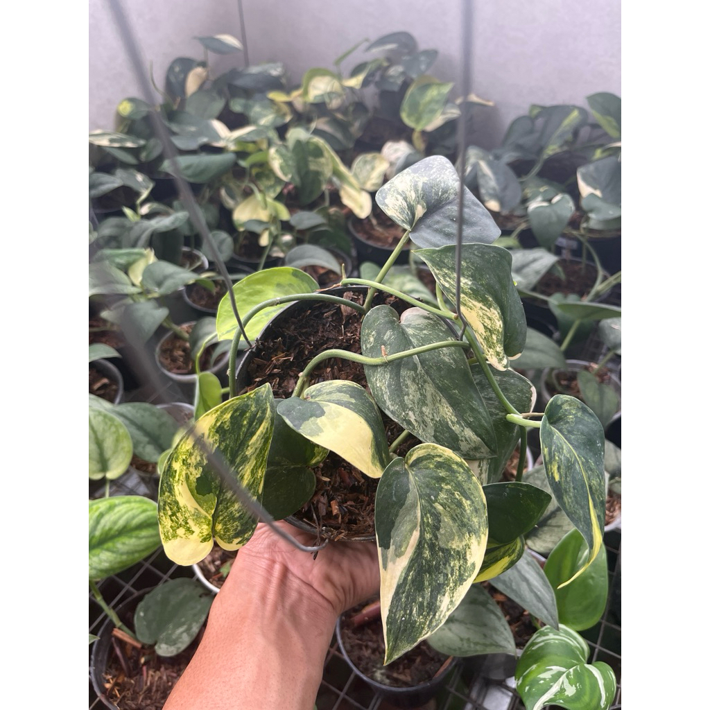 scindapsus jade satin
