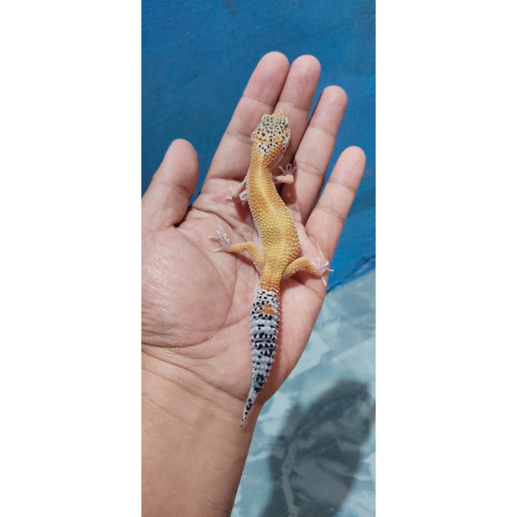 Mainan Leopard Gecko Mack Snow