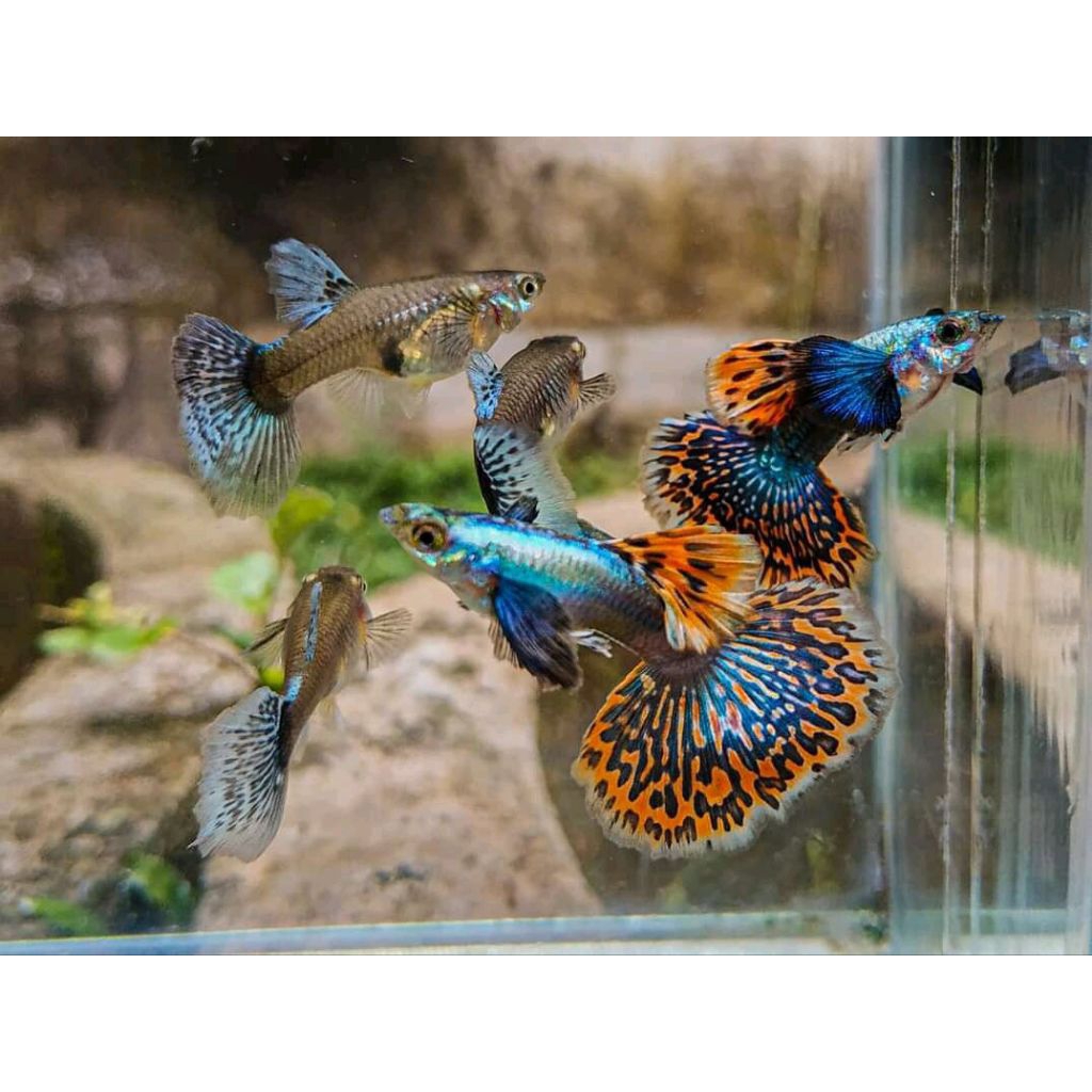 paket 10 pcs Guppy cendolan jantan betina campur perhiasan aquascape