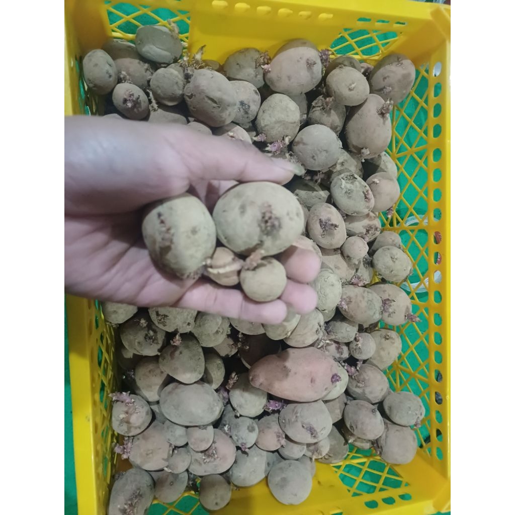 bibit kentang merah dieng 1 keranjang buah