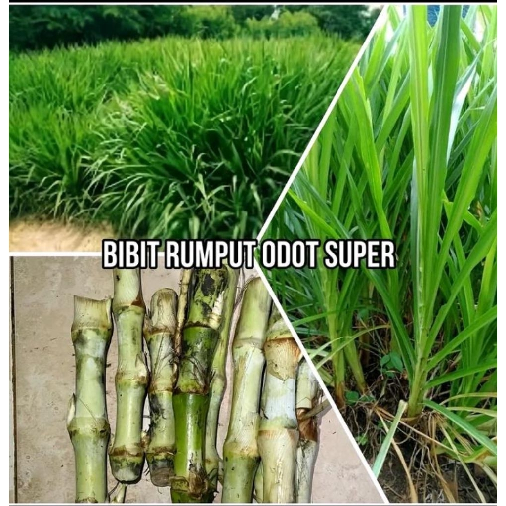 Bibit rumput (ODOT JUMBO&SUPER) 500 gram (setengah kilo) Untuk pakan ternak kambing, sapi, domba dan