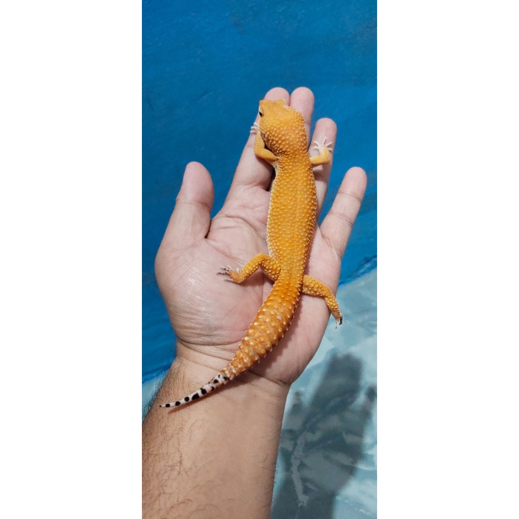 Mainan Leopard Gecko Emerine