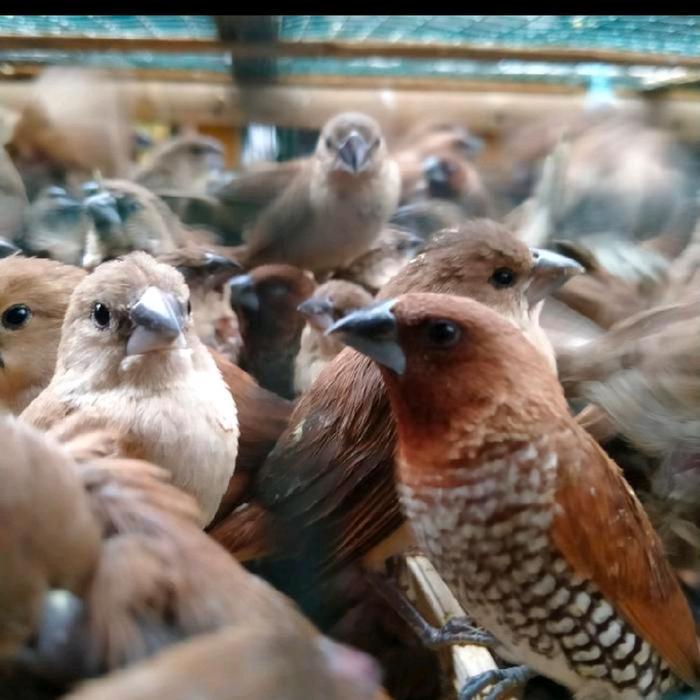 BURUNG PIPIT PEKING EMPRIT Burung Pipit Emprit Burung Gereja burung pipit emprit peking Fangsheng fa