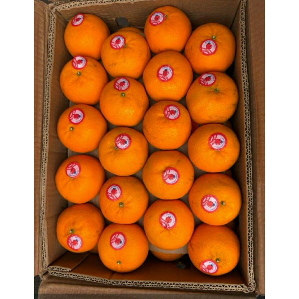 Jeruk kino pakistan mandarin 1 kg