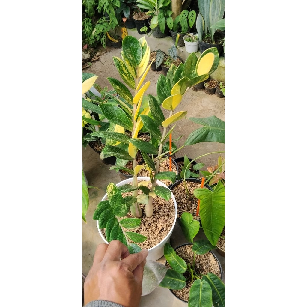 zamia variegata