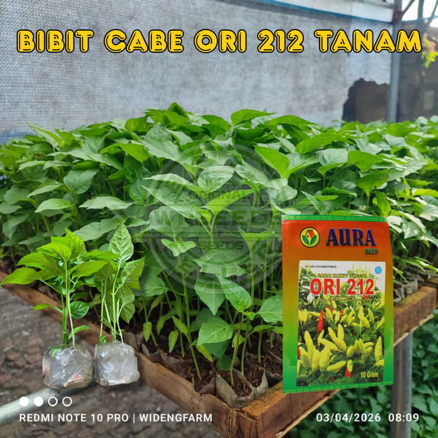 BIBIT SIAP TANAM CABE RAWIT ORI BIBIT UNGGUL BERKUALITAS