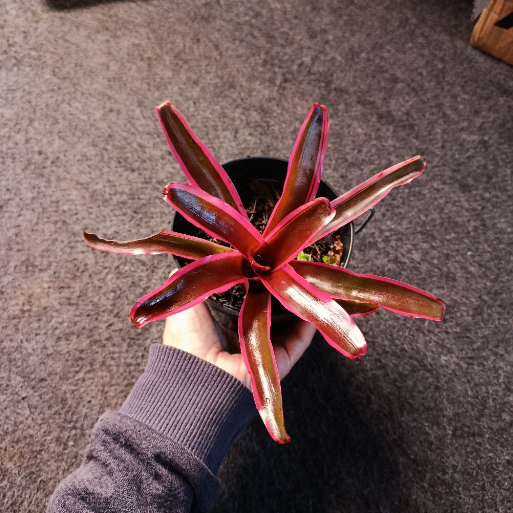 Tanaman Hias Bromelia Pink Mini