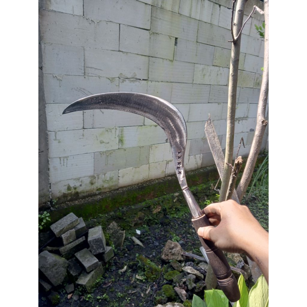 Sabit bintang 5 madura asli ukuran sedang cocok untuk berkebun kuat dan tahan lama